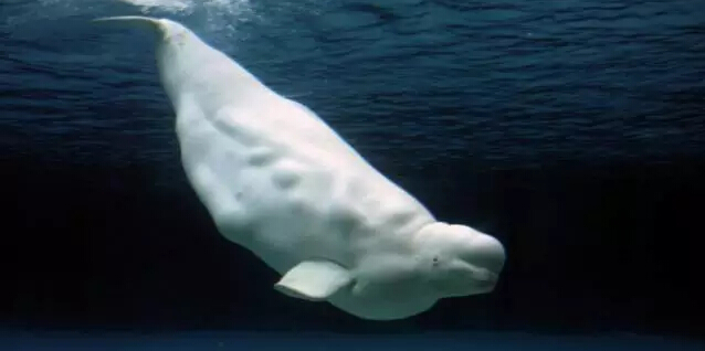来自俄罗斯的最佳萌宠：水中金丝雀，大白鲸