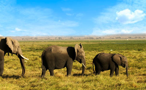 肯尼亚安博塞利国家公园