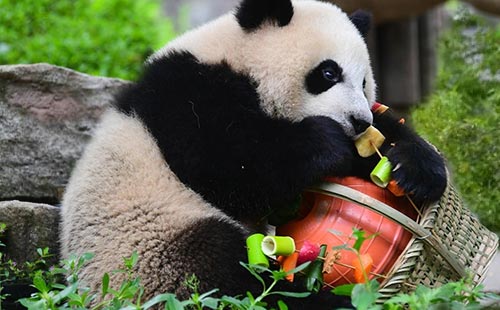 大熊猫保护研究中心1