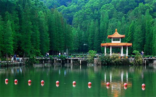 深圳仙湖植物园 副本