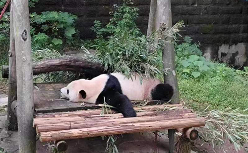 重庆动物园熊猫01.png