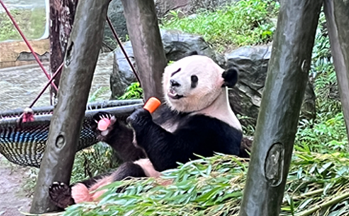 重慶動物園熊貓03