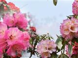 貴州畢節(jié)百里杜鵑(金坡+普底)純玩2日游<含1早1正|含景區(qū)門(mén)票|全程資質(zhì)用車(chē)>