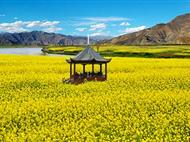 潼南楊尚昆故居+崇龕油菜花+雙江古鎮(zhèn)一日游<重慶賞花游/重慶紅色旅游/春季團(tuán)隊出游>