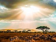 肯尼亞10天高品質(zhì)動物追逐之旅_成都/長沙起止<純玩·0購物·20人內(nèi)高品小團(tuán)>