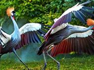 長隆野生動物園+海洋王國+飛鳥樂園雙動雙飛3/4日游<D3雙隆記奇趣童真>