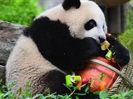 重慶+成都雙城純玩6日游<熊貓基地+千年磁器口+《從你的全世界路過》拍攝地+【東郊記憶】>