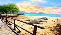 印尼巴厘岛+科莫多6日游[科莫多帕达尔岛+粉红沙滩+水明漾]