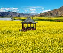 潼南楊尚昆故居+崇龕油菜花+雙江古鎮(zhèn)一日游<重慶賞花游/重慶紅色旅游/春季團(tuán)隊(duì)出游>