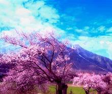 拉薩|林芝|羊湖去臥回飛9日游