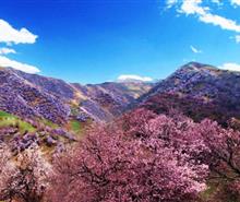 新疆賽里木湖-吐?tīng)柛踊?那拉提草原-大西溝福壽山-天山天池-吐魯番庫(kù)木塔格沙漠8日賞花之旅