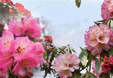 貴州畢節(jié)百里杜鵑（金坡+普底）純玩2日游<含1早1正|含景區(qū)門票|全程資質(zhì)用車>