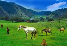 [8人VIP小團(tuán)]重慶周邊武隆仙女山-天生三橋-烏江畫廊觀景臺(tái)-龔灘古鎮(zhèn)純玩2日游<輕奢住宿.時(shí)間>