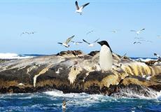 [0購(gòu)物]南非純玩10日游[開(kāi)普敦+海豹島+好望角+太陽(yáng)城]