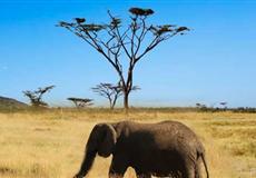 重慶到肯尼亞純玩動(dòng)物嘉年華10日游之旅<純玩不進(jìn)店，5大動(dòng)物保護(hù)區(qū)>