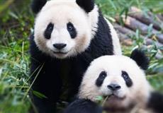 [純玩雙城]重慶+成都6日游[磁器口+兩江小渡+解放碑+三星堆+熊貓基地]<2-8人小團(tuán)|0購(gòu)物>