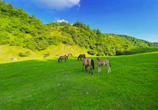 [0購(gòu)物]武隆仙女山+天生三橋+龍水峽地縫+烏江畫廊游船2日游30人精致小團(tuán)