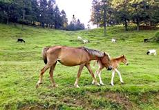 [8人小包團(tuán)]武隆仙女山公園+天坑三橋+烏江畫廊觀景臺(tái)純玩一日游
