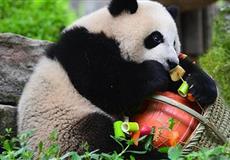 重慶+成都雙城純玩6日游<熊貓基地+千年磁器口+《從你的全世界路過(guò)》拍攝地+【東郊記憶】>