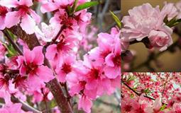 公司團(tuán)隊定制四川大竹賞桃花1日游