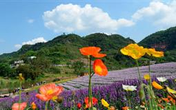 團(tuán)隊定制瀘州花田酒地、護(hù)國戰(zhàn)爭紀(jì)念館踏春一日游