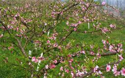 團隊定制大竹廟壩桃花+五峰山竹海兩日游