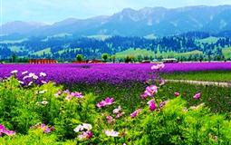 新疆-甘肅-寧夏-陜西-內蒙西北五省夕陽紅四臥11日游<0保底0強消>