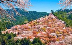 日本東京+箱根+富士山+京都+奈良+大阪6日游(悅春の雙古都)