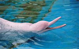 曼谷+象岛+芭提雅半自由行双飞6日游