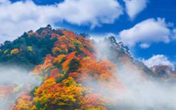 光霧山紅葉季·朱德故里·亞洲紅地毯米倉山2日游<天下紅葉第一山>