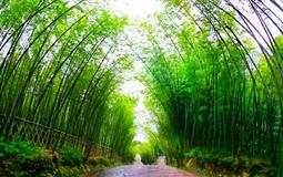 重慶蜀南竹海二日游