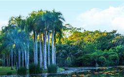 版納一地·旅居康養(yǎng)純玩12日游<原始森林公園+野象谷熱帶花卉園+傣族村寨告莊星光夜市+南藥園>