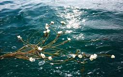 云南麗江-瀘沽湖半自由行雙飛純玩5日游<瀘沽湖環(huán)湖+走婚橋+草海+里格半島+情人灘>