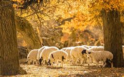 [0自費(fèi)]重慶到額濟(jì)納旗+甘肅嘉峪關(guān)+張掖七彩丹霞雙動6日游[0購物|全程商務(wù)酒店]