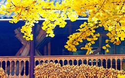 云南【騰沖+瑞麗+芒市】康養(yǎng)純玩12日游雙座雙動(dòng)/雙臥雙動(dòng)_直飛芒市[夕陽紅]