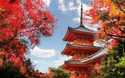 10月【日本本州】京都+奈良+富士山+东京赏秋泡汤6日游