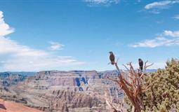 [一價全含]美國西海岸（舊金山+17英里）+大峽谷+雙樂園+名校10日游<美國樂園暢游>