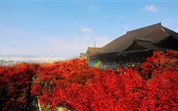 东京+富士山+大阪+京都+镰仓+白川乡7日游<国航直飞+双合掌村>（探访日本的童话世界）