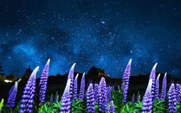魯冰花季·探秘新西蘭南北島10日<庫克山國家公園+塔斯曼冰川湖游船+螢火蟲洞+蒂卡波湖>