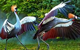 長隆野生動(dòng)物園+海洋王國+飛鳥樂園雙動(dòng)雙飛3/4日游<D3雙隆記奇趣童真>