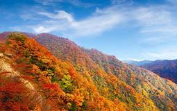 光霧山紅葉節(jié)+閬中古城+米倉山森林公園+朱德故里周子古鎮(zhèn)3日游<天下紅葉·光霧山>