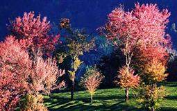 大理洱海-南澗無量山櫻花谷精品小包團(tuán)雙飛五日游