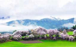 西藏布達(dá)拉宮|林芝|桃花溝|羊卓雍錯(cuò)去臥回飛9日游<100%真純玩+2-12人高端小包團(tuán)+藏族最高禮儀潔白哈達(dá)接站>