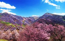 新疆賽里木湖-吐爾根杏花溝-那拉提草原-大西溝福壽山-天山天池-吐魯番庫木塔格沙漠8日賞花之旅