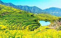 【春到黃山 婺源花開】黃山/婺源/宏村/盧村踏青賞花雙飛4日游<黃山進出>