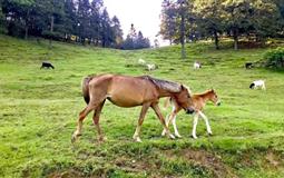 [8人小包團]武隆仙女山公園+天坑三橋+烏江畫廊觀景臺純玩一日游