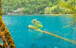 九寨溝、黃龍、熊貓樂(lè)園雙動(dòng)雙汽純玩5日游