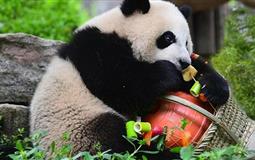 重慶+成都雙城純玩6日游<熊貓基地+千年磁器口+《從你的全世界路過(guò)》拍攝地+【東郊記憶】>