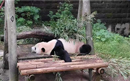 [純玩]重慶市內(nèi)品質一日游[重慶動物園+白公館+渣滓洞+磁器口]<含動物園門票|不含渣白換車>