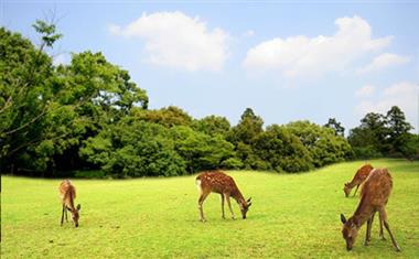 奈良公园4